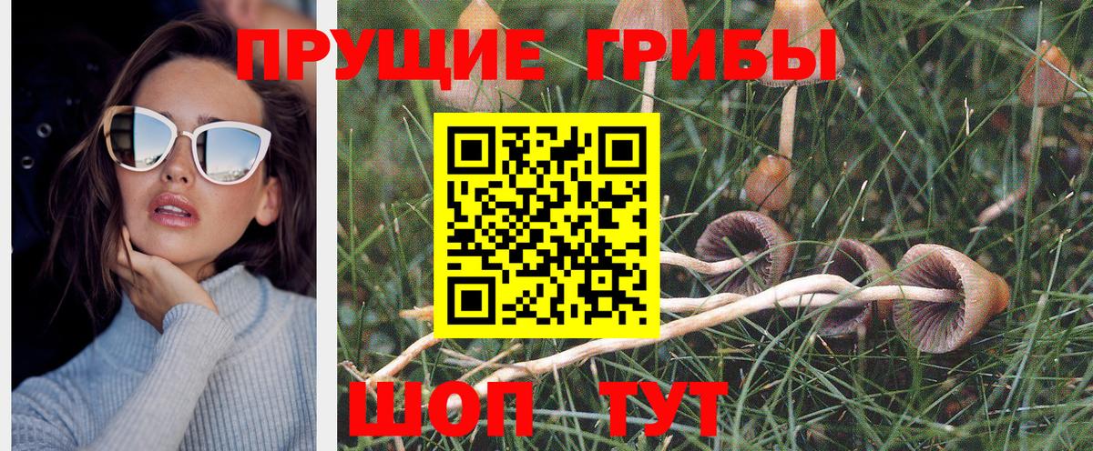 Псилоцибиновые грибы Psilocybine cubensis Мытищи